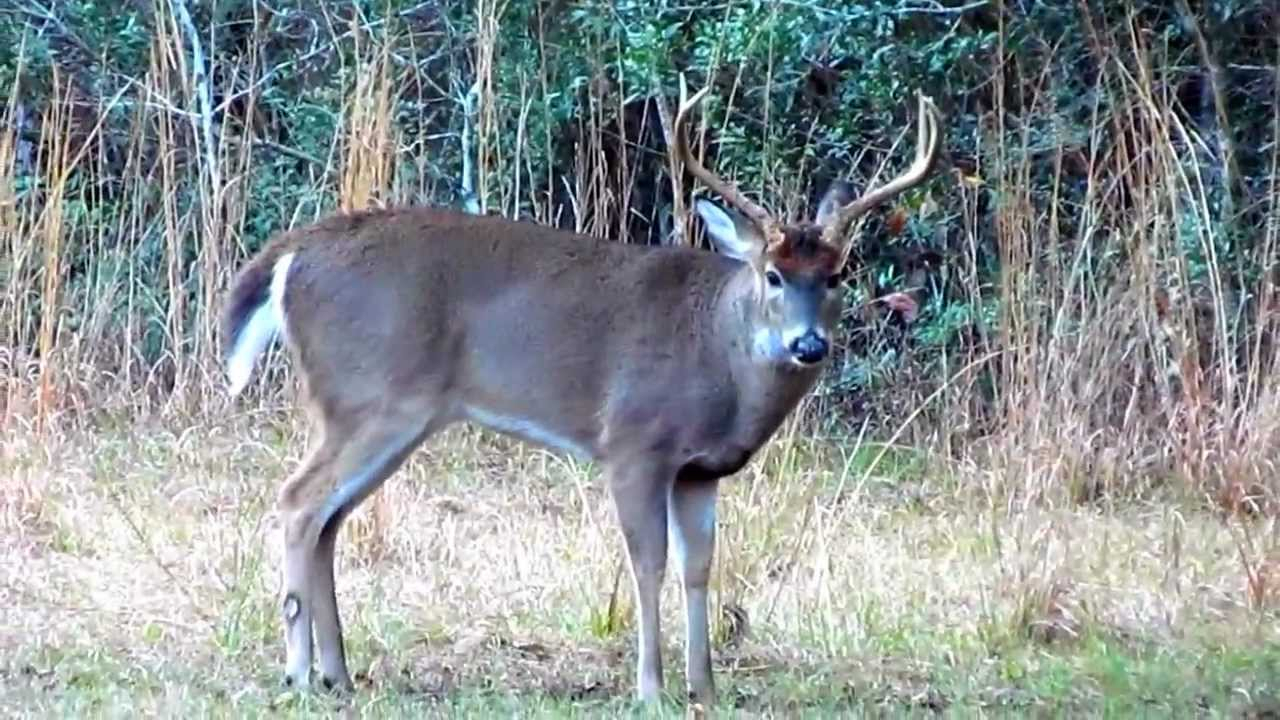 Lower Alabama Whitetail Buck Deer In Late January Rut