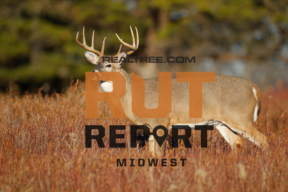 Midwest Rut Report: Cold Front Has Deer Moving | Realtree Camo