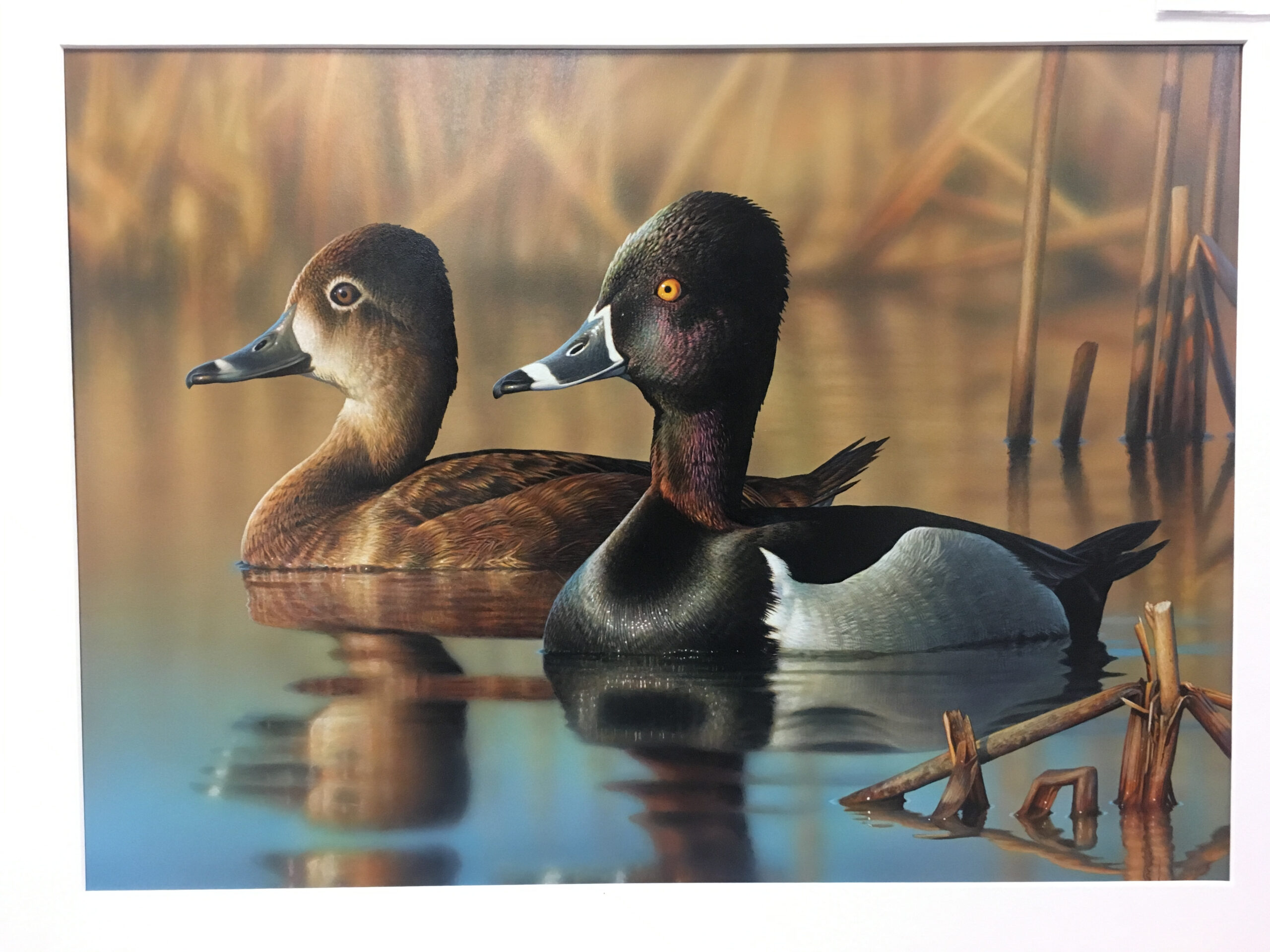 Mottled Duck To Be Featured Species For Ldwf’s 2021