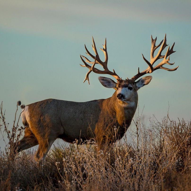Mule Deer Hunts – Northern Tales Outfitters
