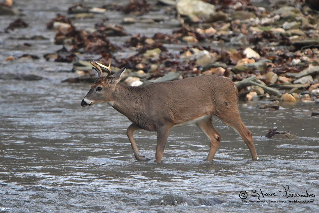 &quot;Natural World&quot; Through My Camera: 2018 Deer Rut Follow Up