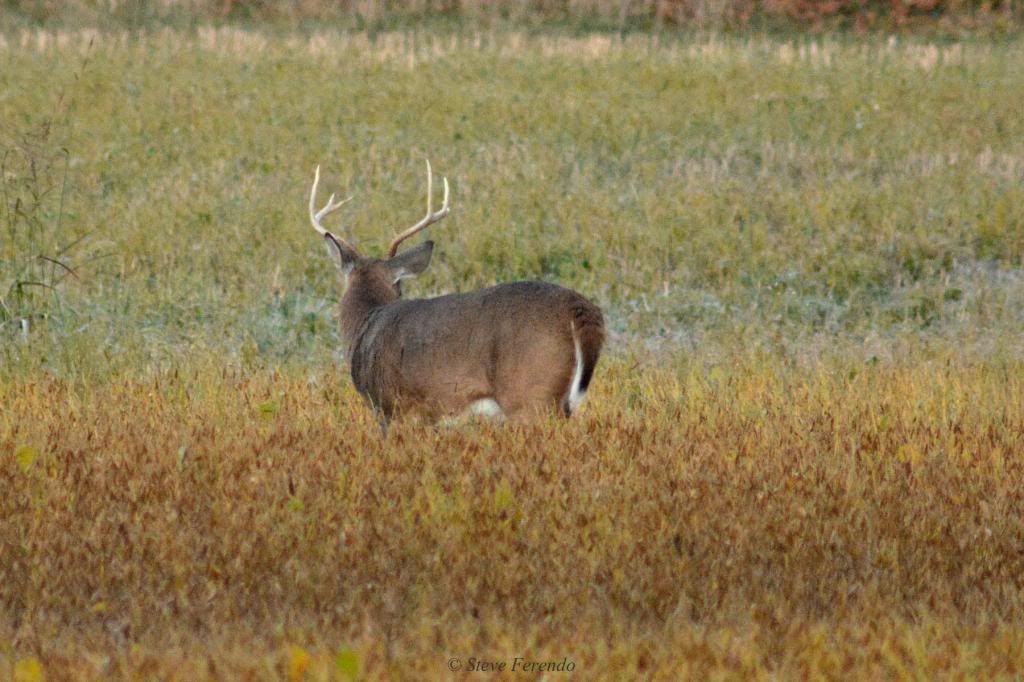 &quot;Natural World&quot; Through My Camera: Whitetail Rut On The Cusp!