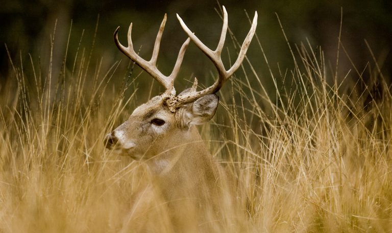 New Deer Zones, Early Dove Season And The Return Of