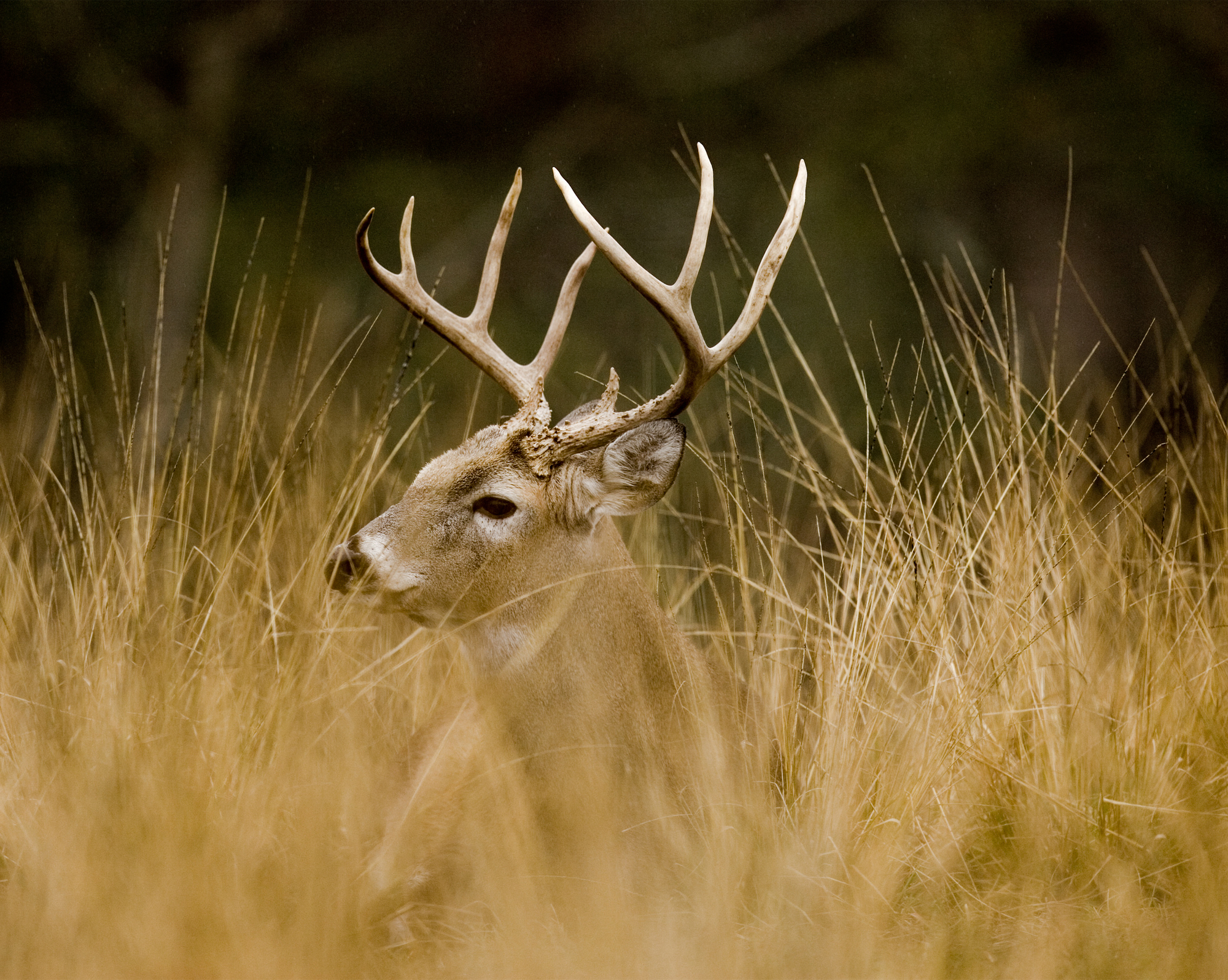 New Deer Zones, Early Dove Season And The Return Of