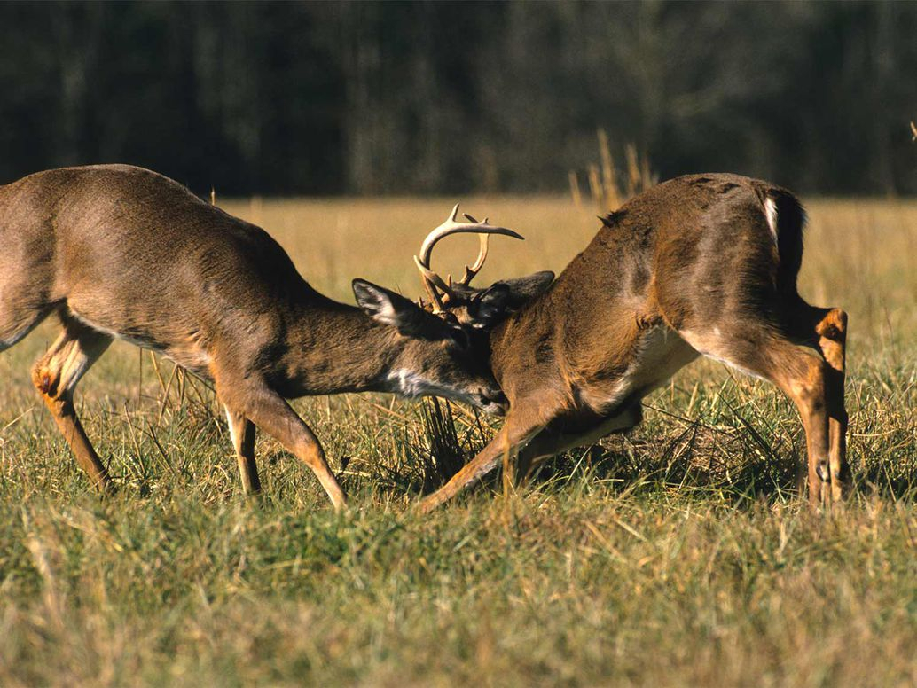 New Whitetail Research That Will Help You Tag Your Buck