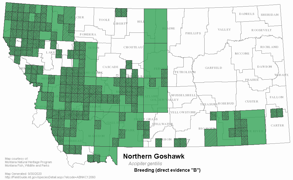 Northern Goshawk - Montana Field Guide