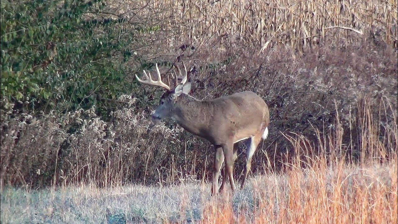 Ohio November Rut 2018 - 10 Point Whitetail Buck - By Pond