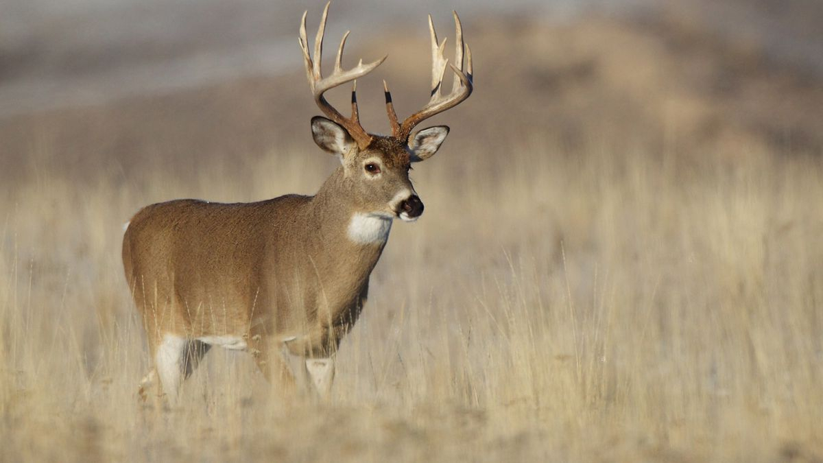 Pennsylvania Hunting Licenses To Go On Sale June 22