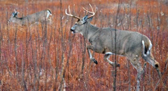 Qdma&#039;S Guide To The Whitetail Rut | Big Deer, Whitetail