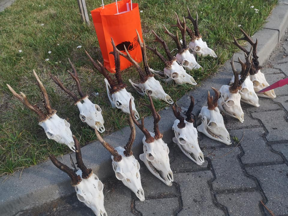 Roe Buck Hunting - Rut 2019 » Hunting