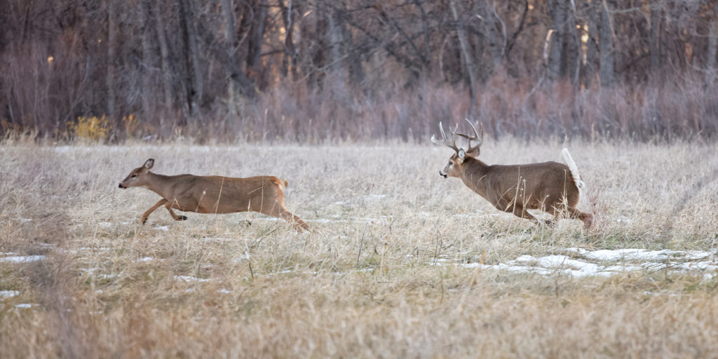 Secrets Of The Rut: Whitetail Deer Role Reversal