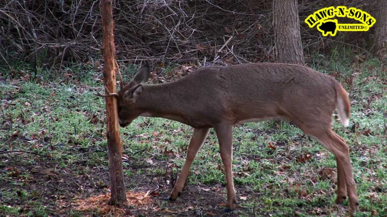 Self Filmed Whitetail Deer Hunting - Rutting Rut Buck