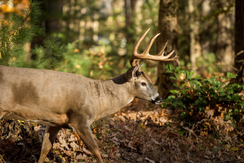Southern Whitetail Deer Rut - Fin And Field Blog
