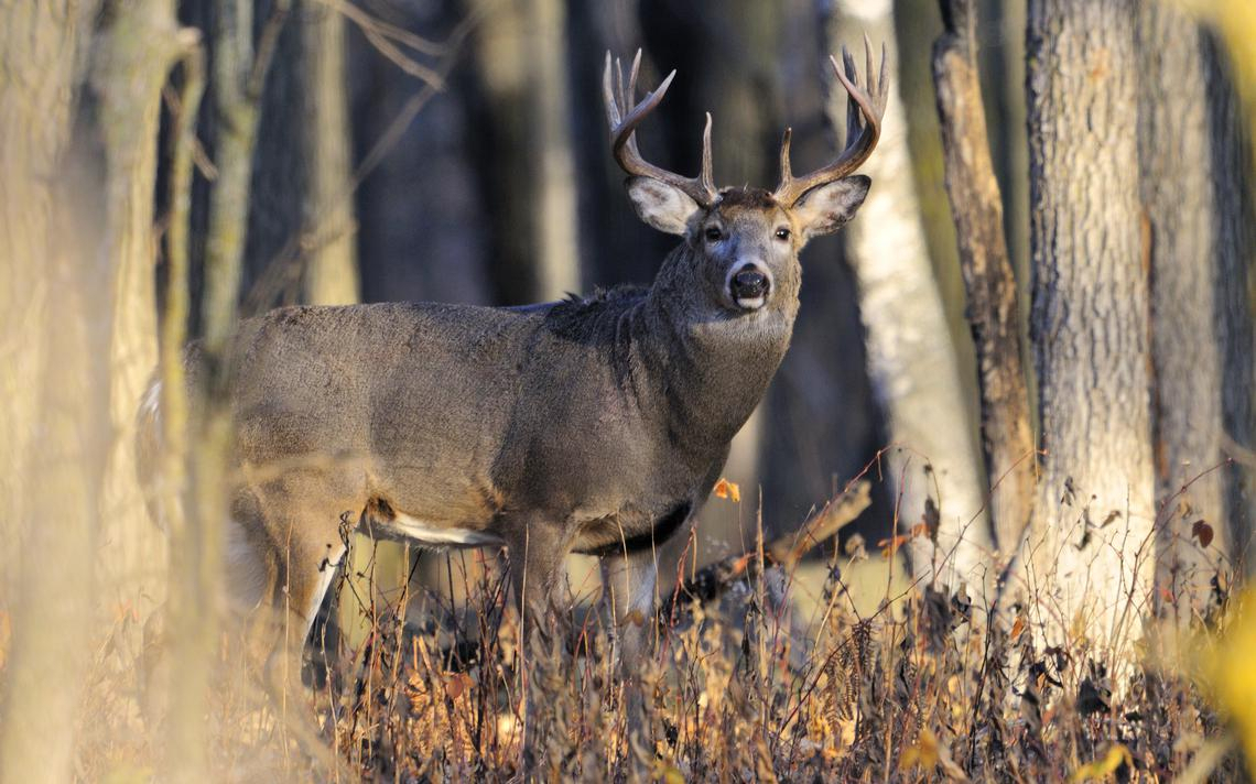Take Illinois Deer Rut Seasn 2020 | Calendar Printables