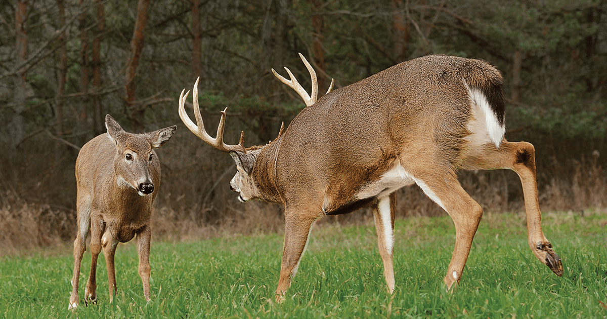 The Rut Revisited: How To Hunt The Right Place At The