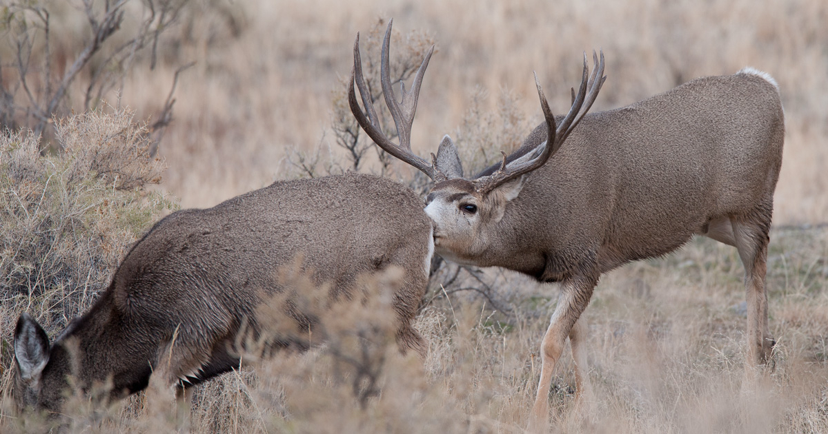 The Science Behind The Mule Deer Rut | Gohunt