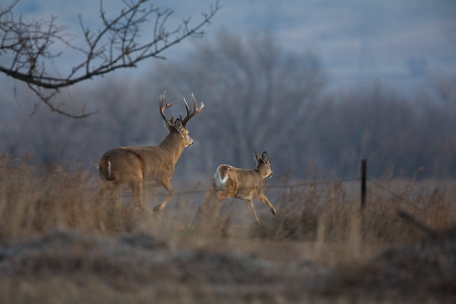 The Whitetail Deer | Flickr