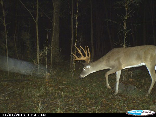Tracking The Deer Rut