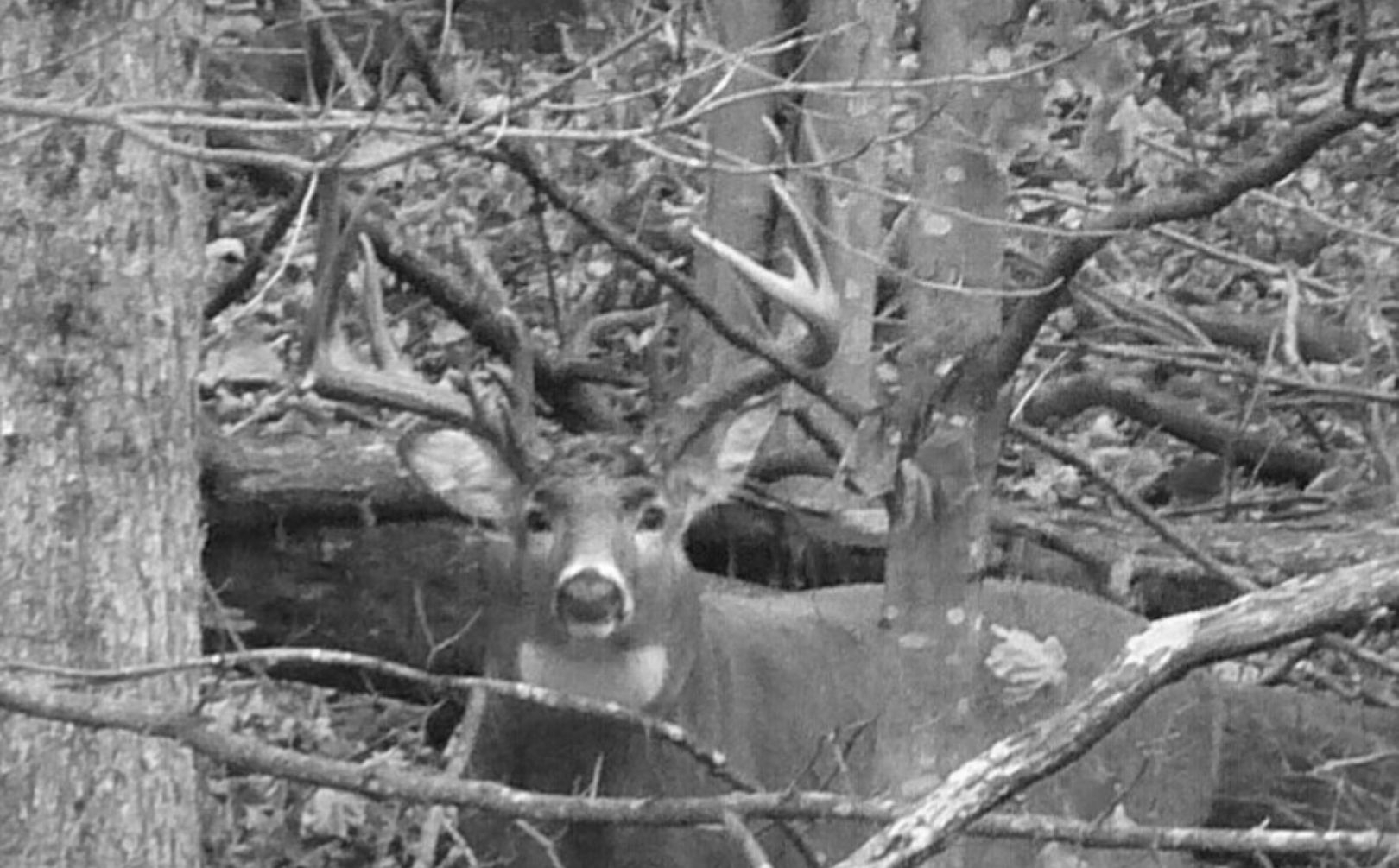 Weekly Midwest Whitetail Rut Forecast: October 12Th
