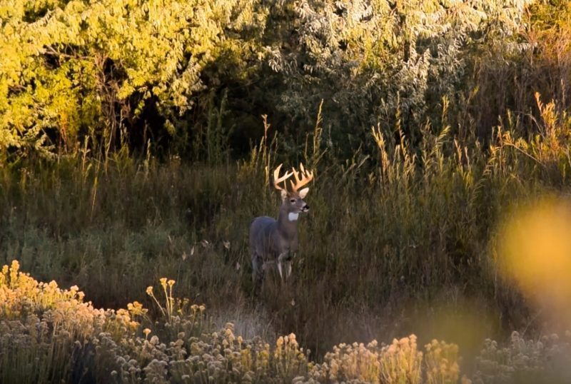 What Do You Know About The Whitetail Rut | Ehuntr