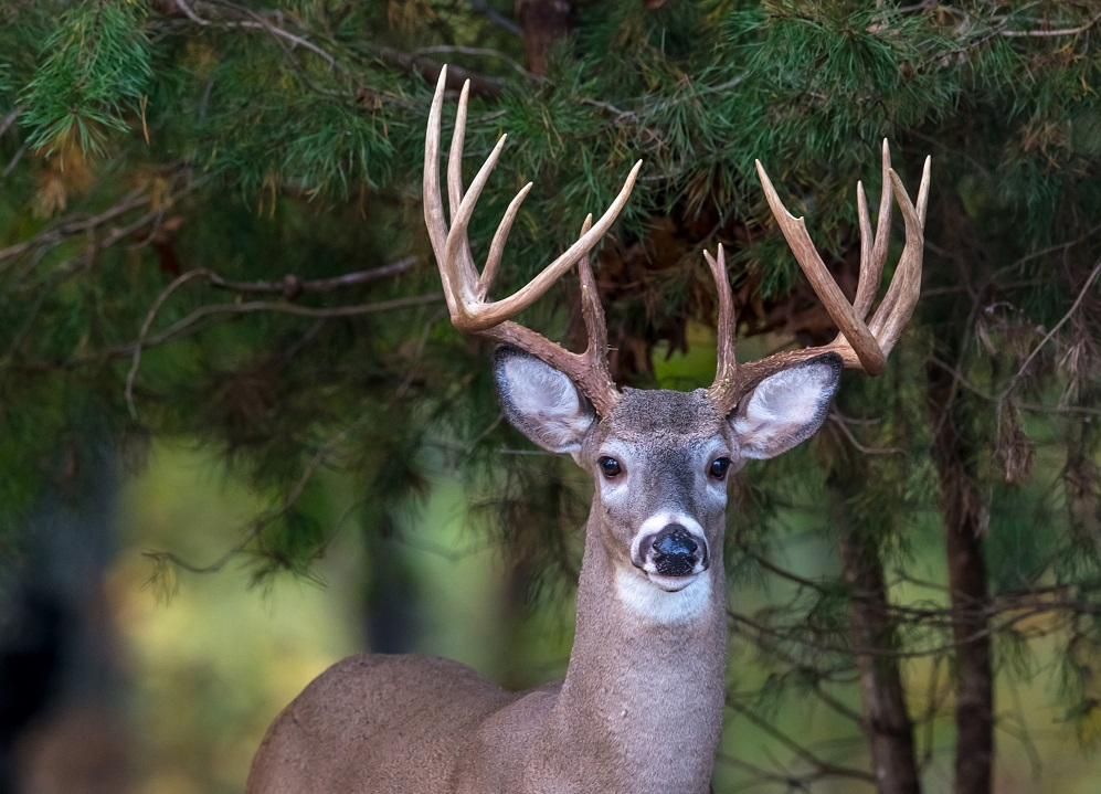 What’s New For The 2020-2021 Hunting Seasons | The Cullman