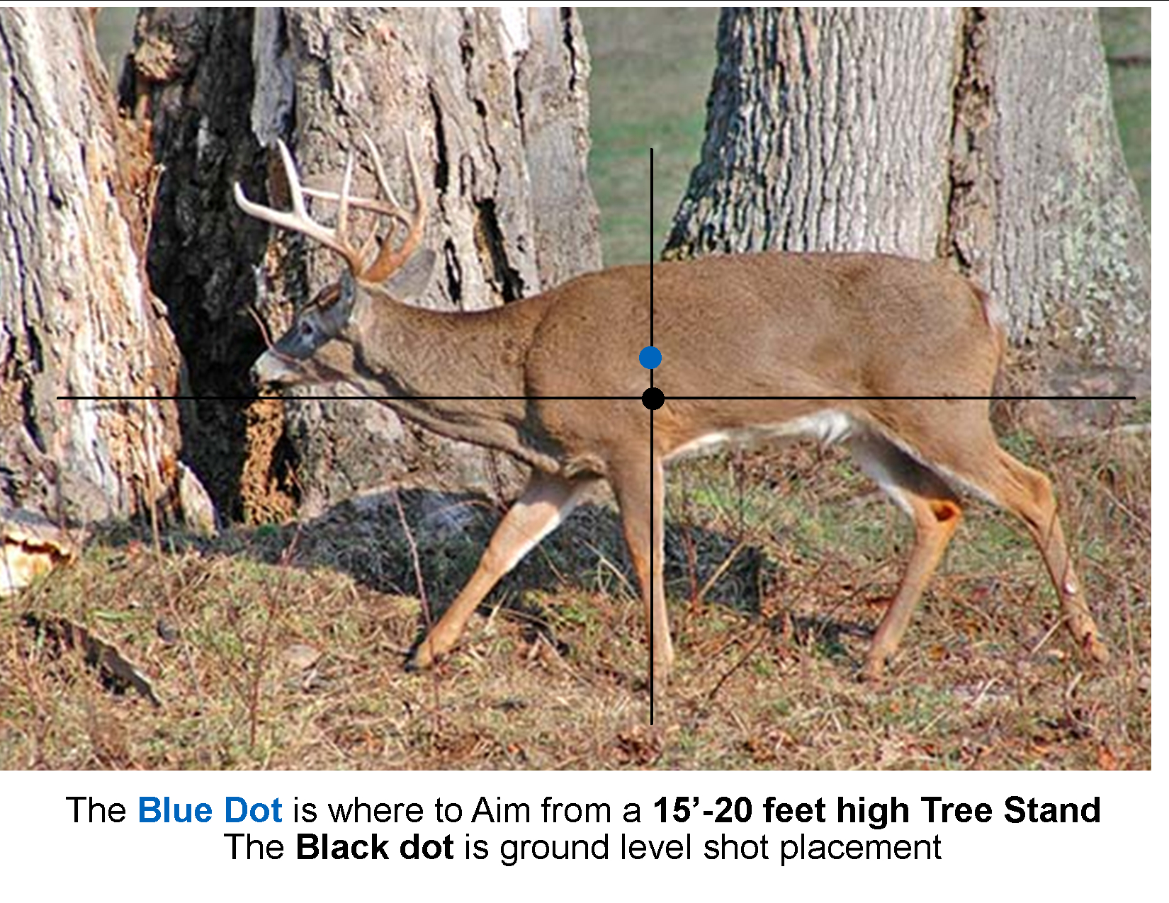 Where To Aim Broadside Walking Buck - We&#039;Re All About