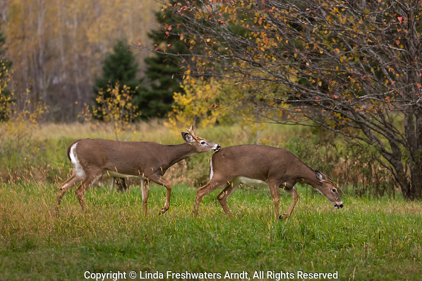White-Tailed Buck Chasing A Doe In Northern Wisconsin