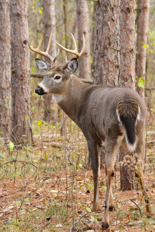 Whitetail Deer Buck Rut Stock Image. Image Of Male, Mating