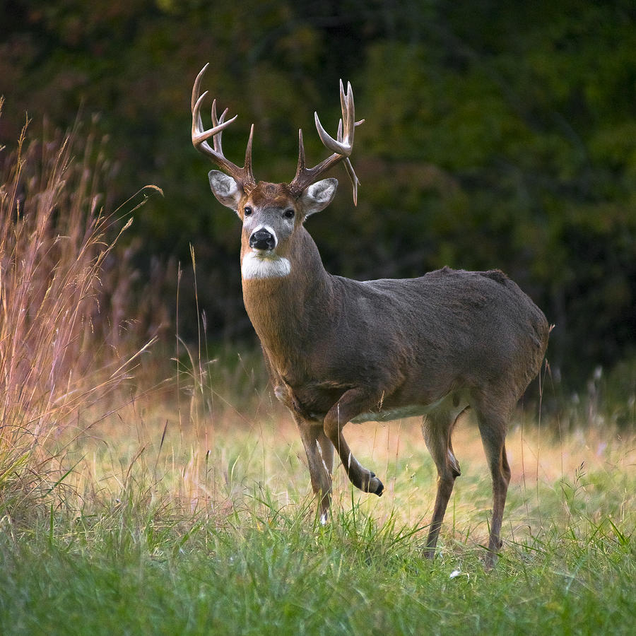 Whitetail Deer In Rut Photograph By Garett Gabriel