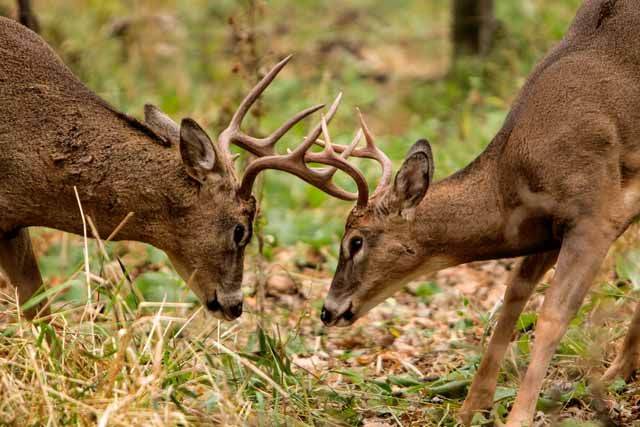 Whitetail Deer Rut | Columns/Blogs | Messagemedia.co
