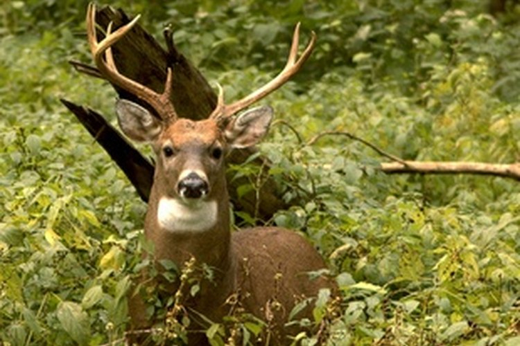 Whitetail Rut Guide For Georgia | Gone Outdoors | Your
