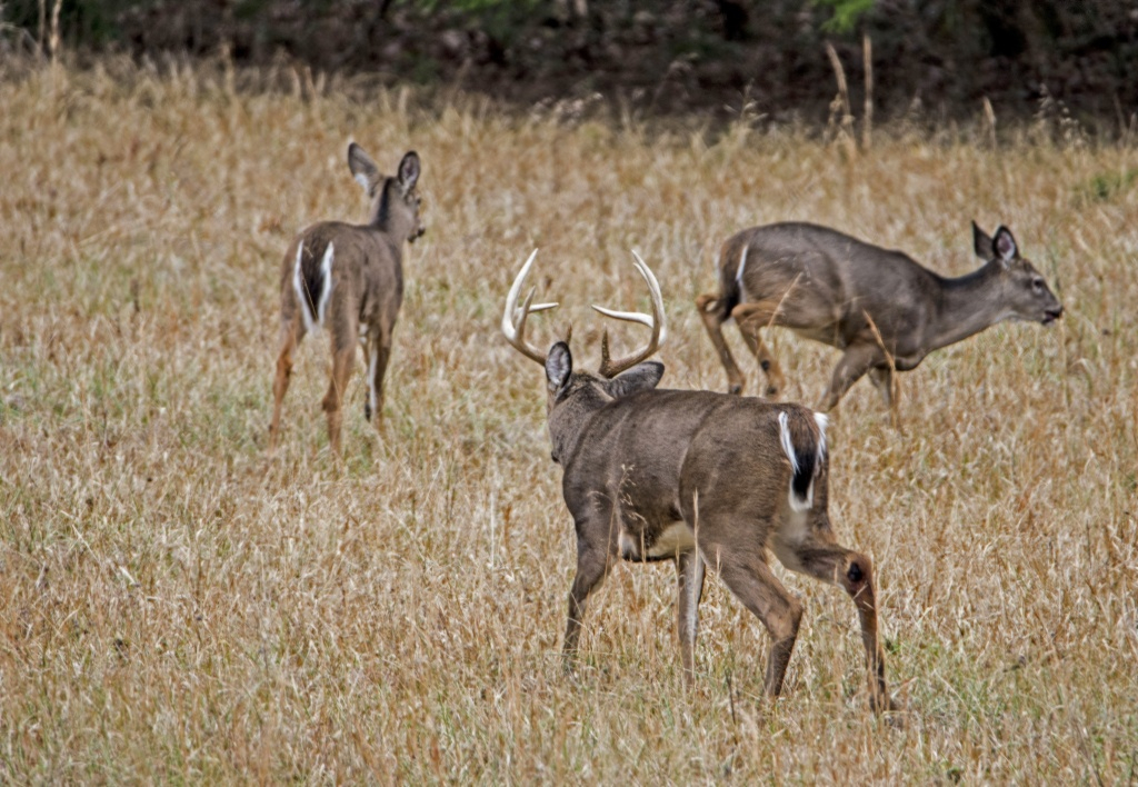 Whitetail Rutting Activity In Alabama Varies Widely