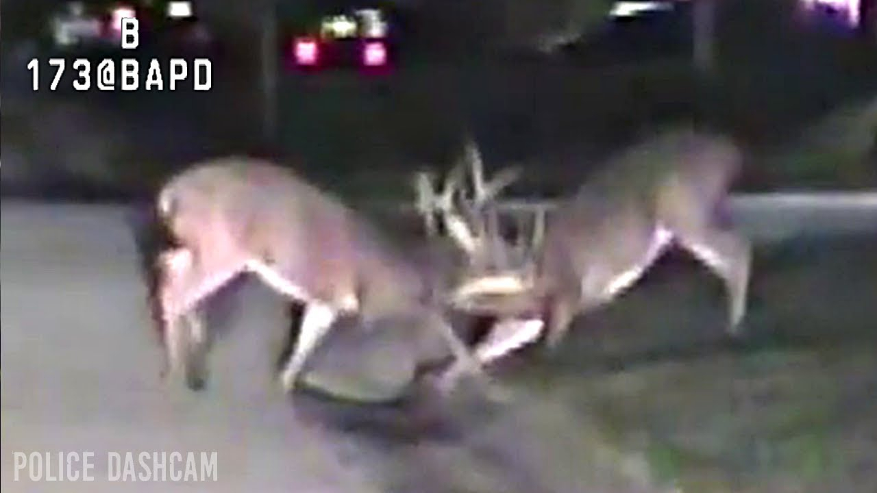 Ohio - Deer Friendly