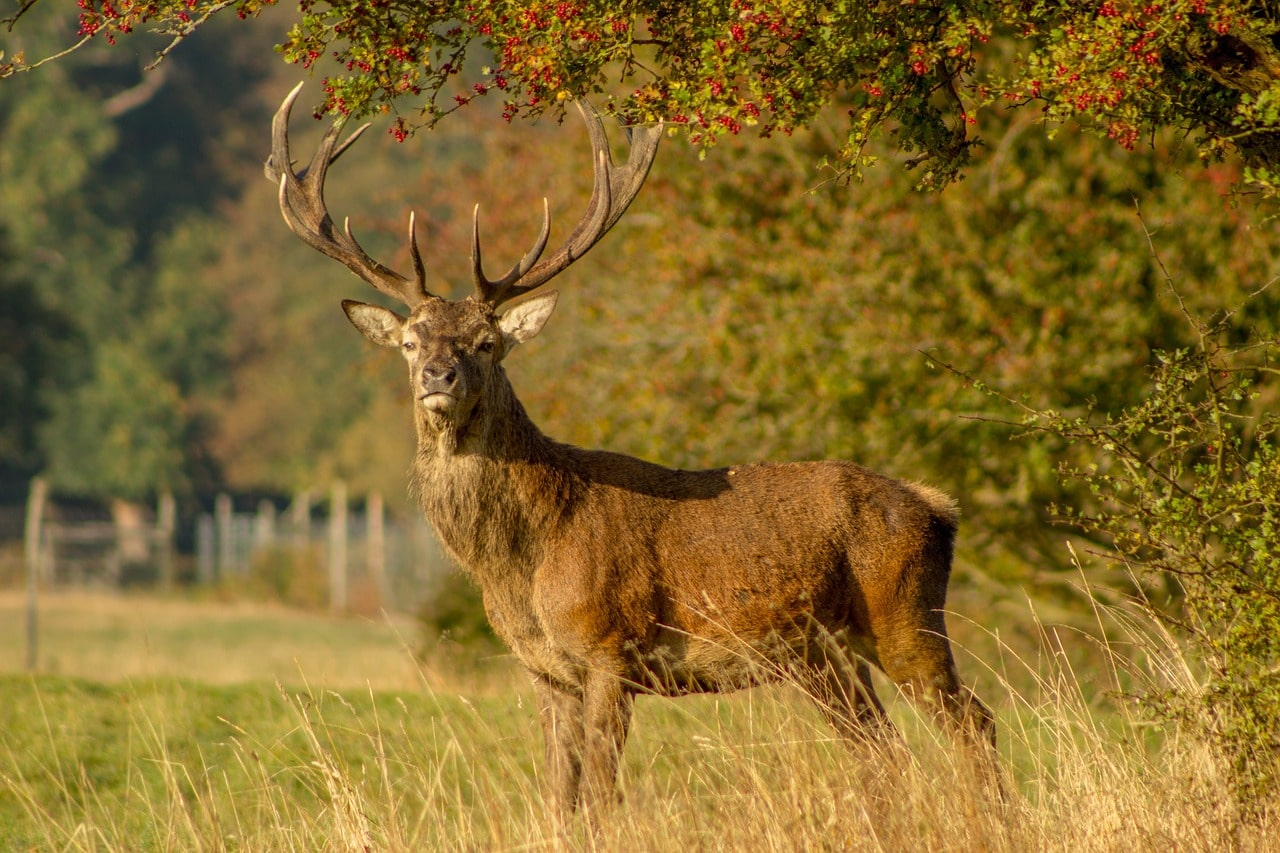 Deer Hunting Season Ohio: When It Starts, How Long It Lasts