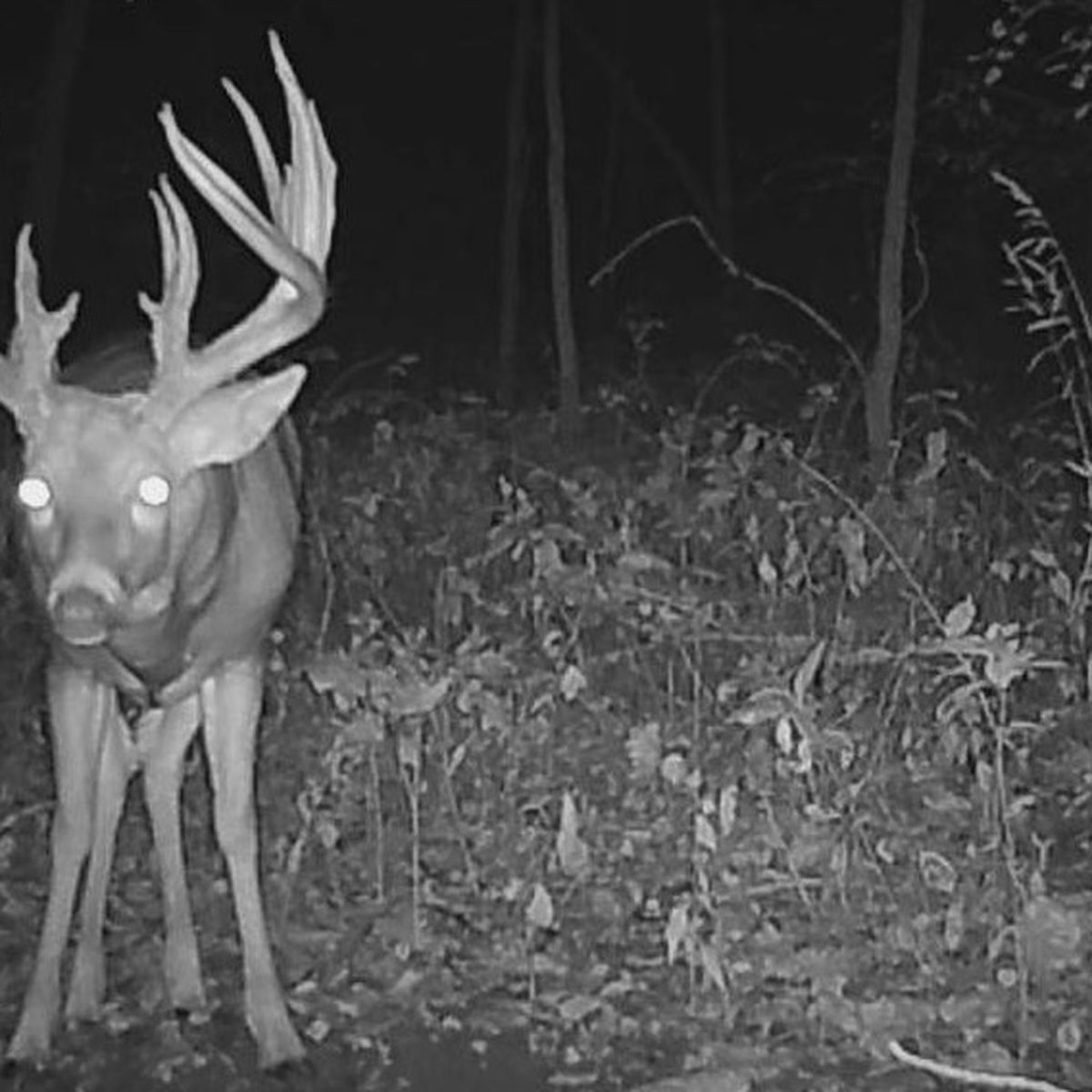 Hunter May Have Found Wisconsin&#039;S Record-Breaking Buck