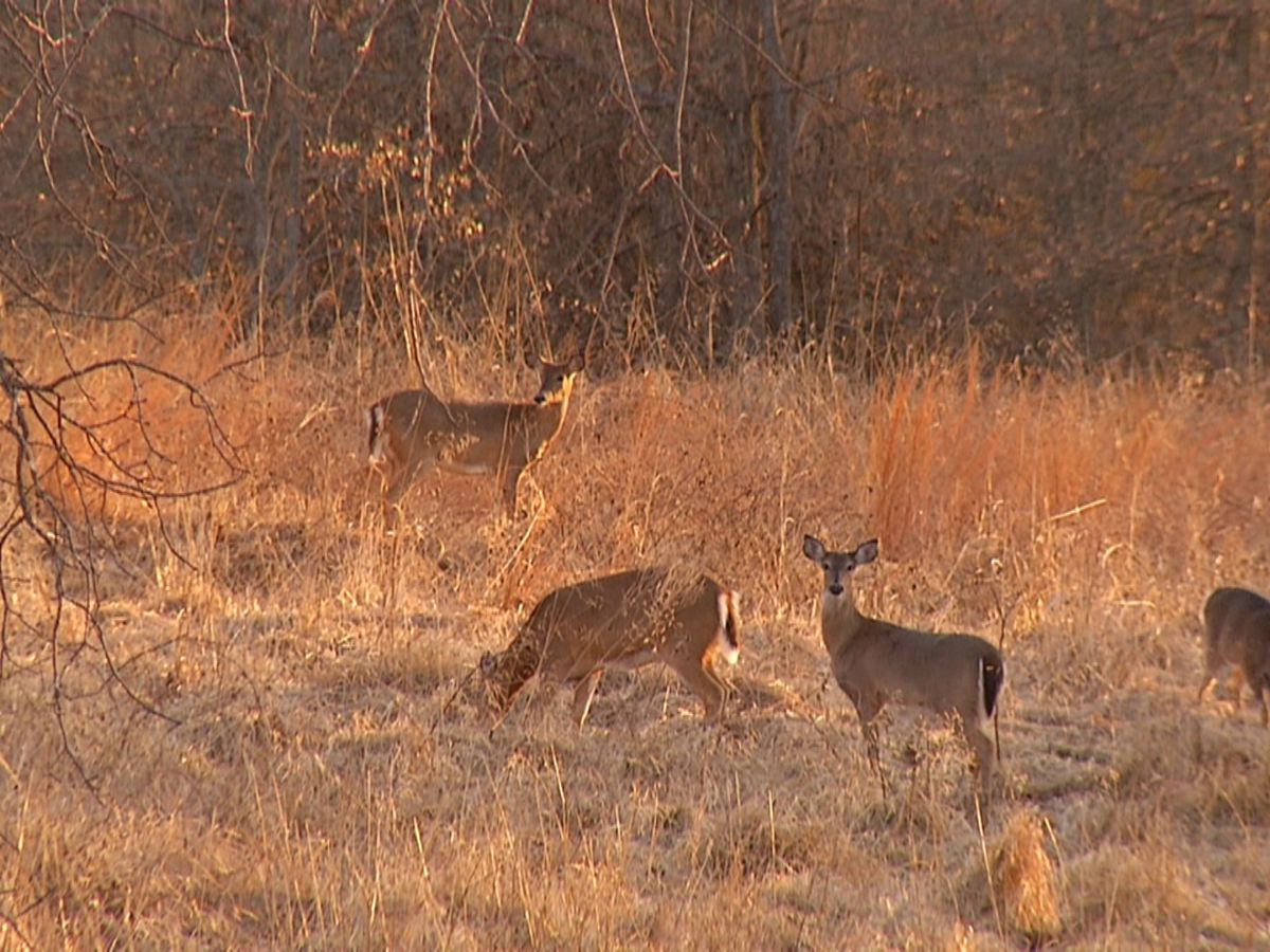 Kentucky&#039;S Department Of Fish And Wildlife Announce Deer