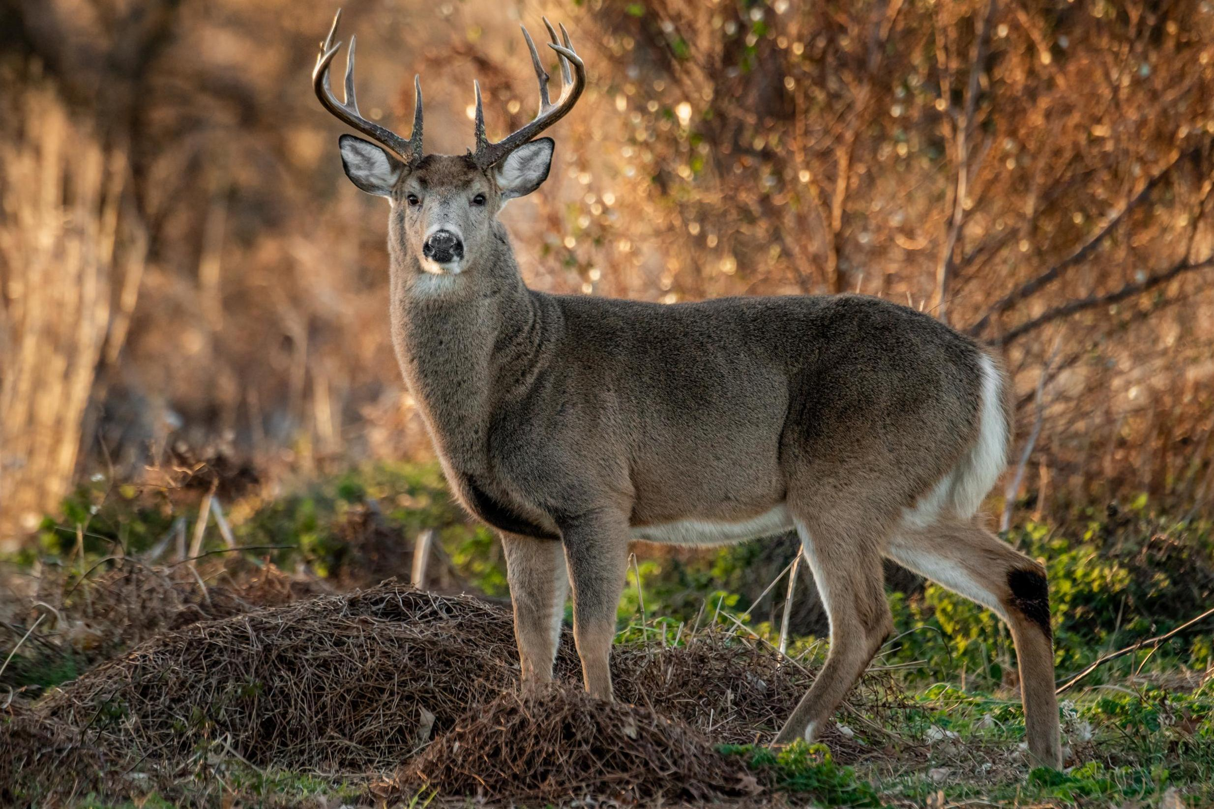 New Alabama Map Shows When And Where To Bag A Buck. | The