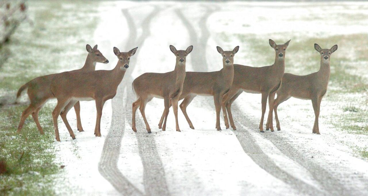 New Map Makes Finding Deer Easier For Alabama Hunters - Al