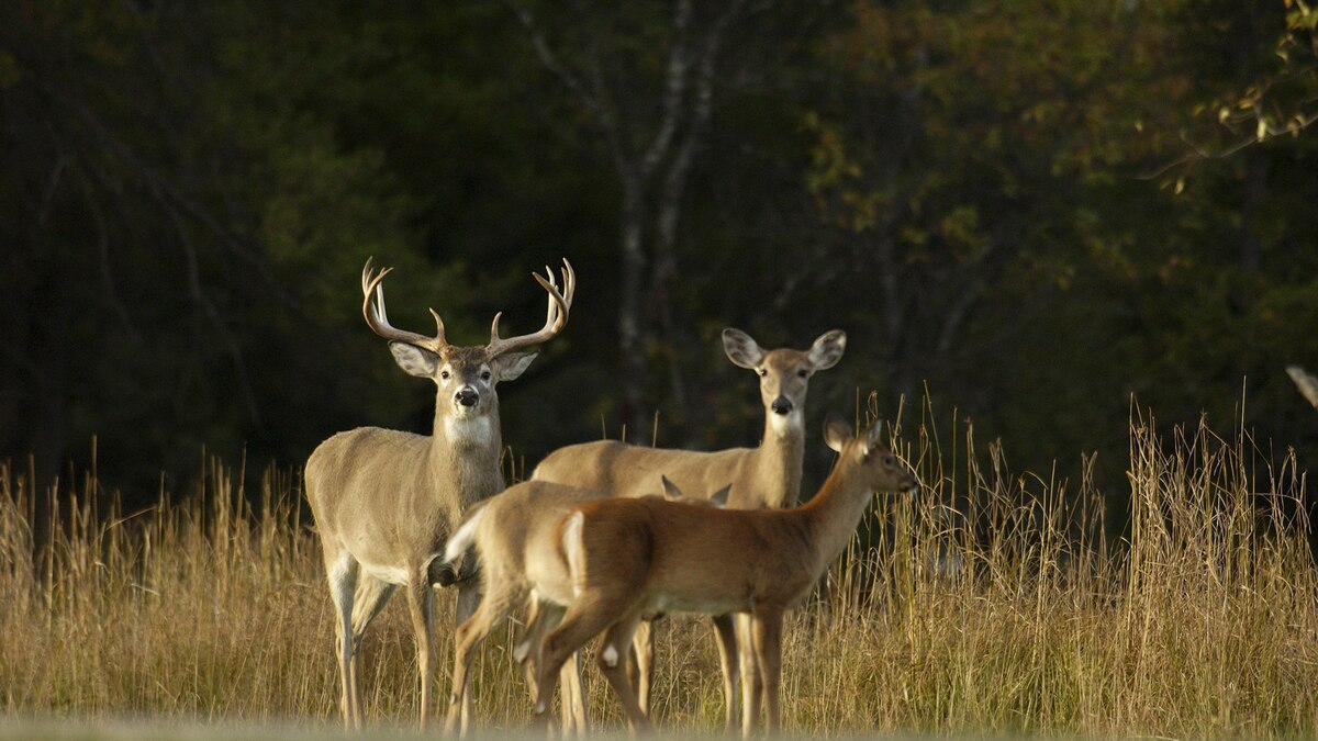 Ohio Deer Hunters Bag 71,650 Deer During Weeklong Gun Season
