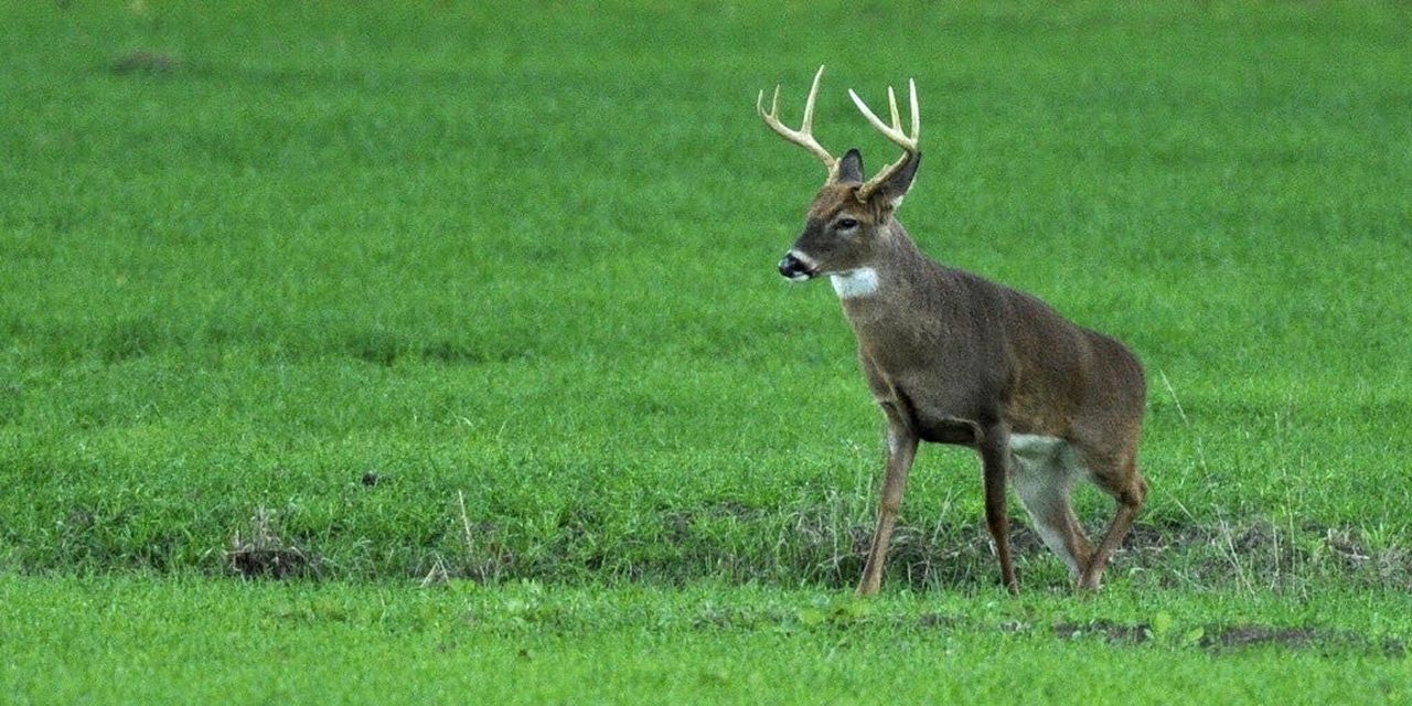 Rut Report: Deer In Various Phases Of Breeding Season Across