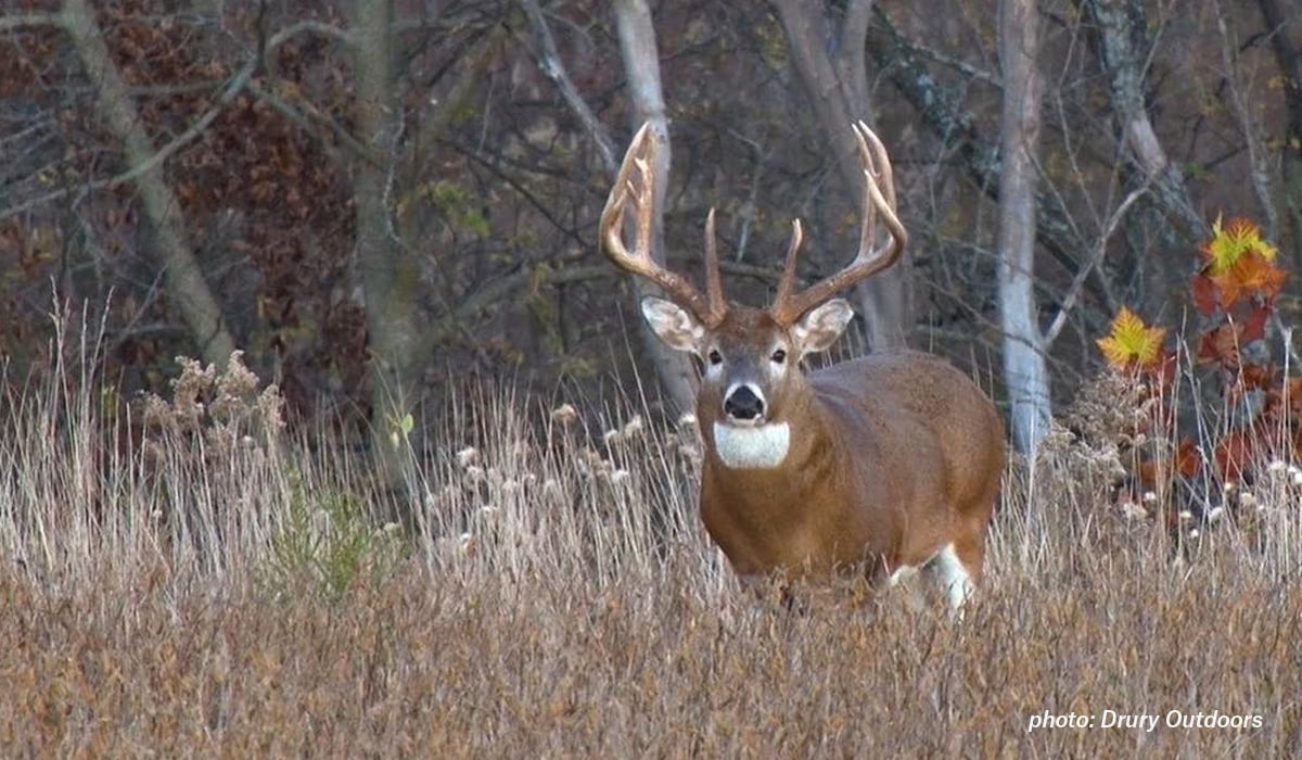 Tips For Hunting The Five Phases Of The Deer Rut | Onx