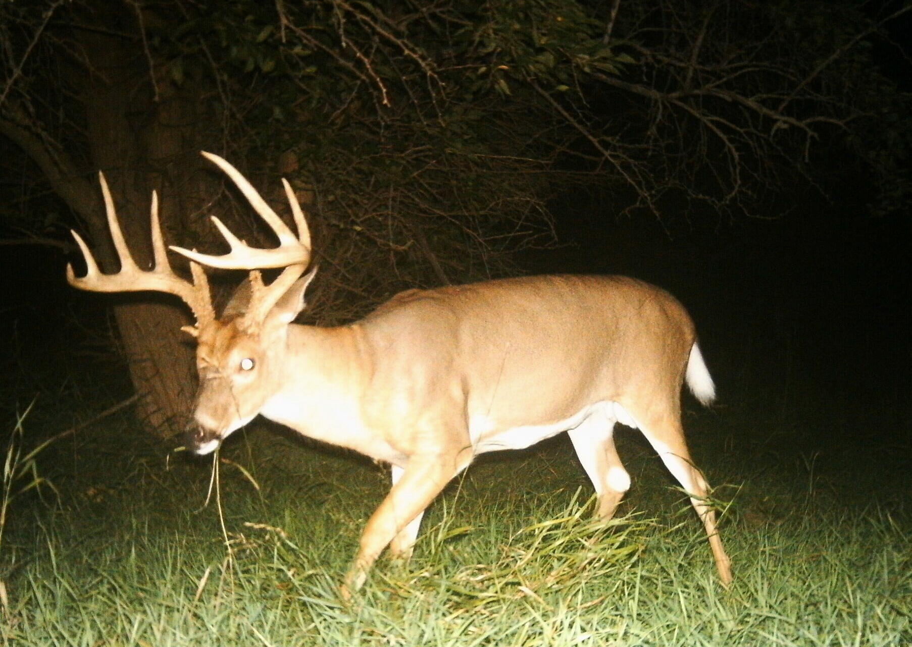 Traditional Whitetail Rut Timing | Whitetail Habitat Solutions