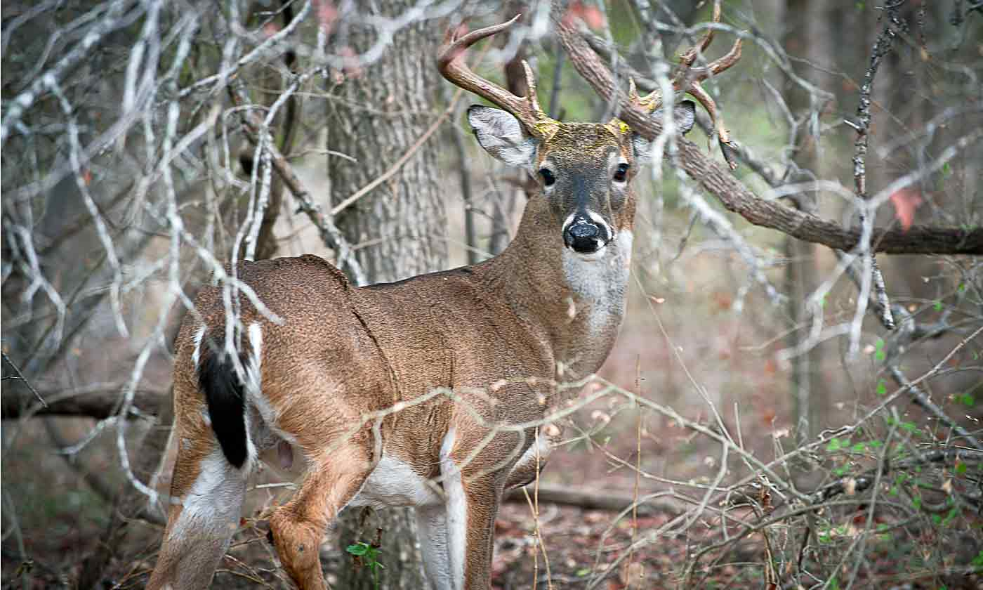White-Tailed Deer — Texas Parks &amp; Wildlife Department