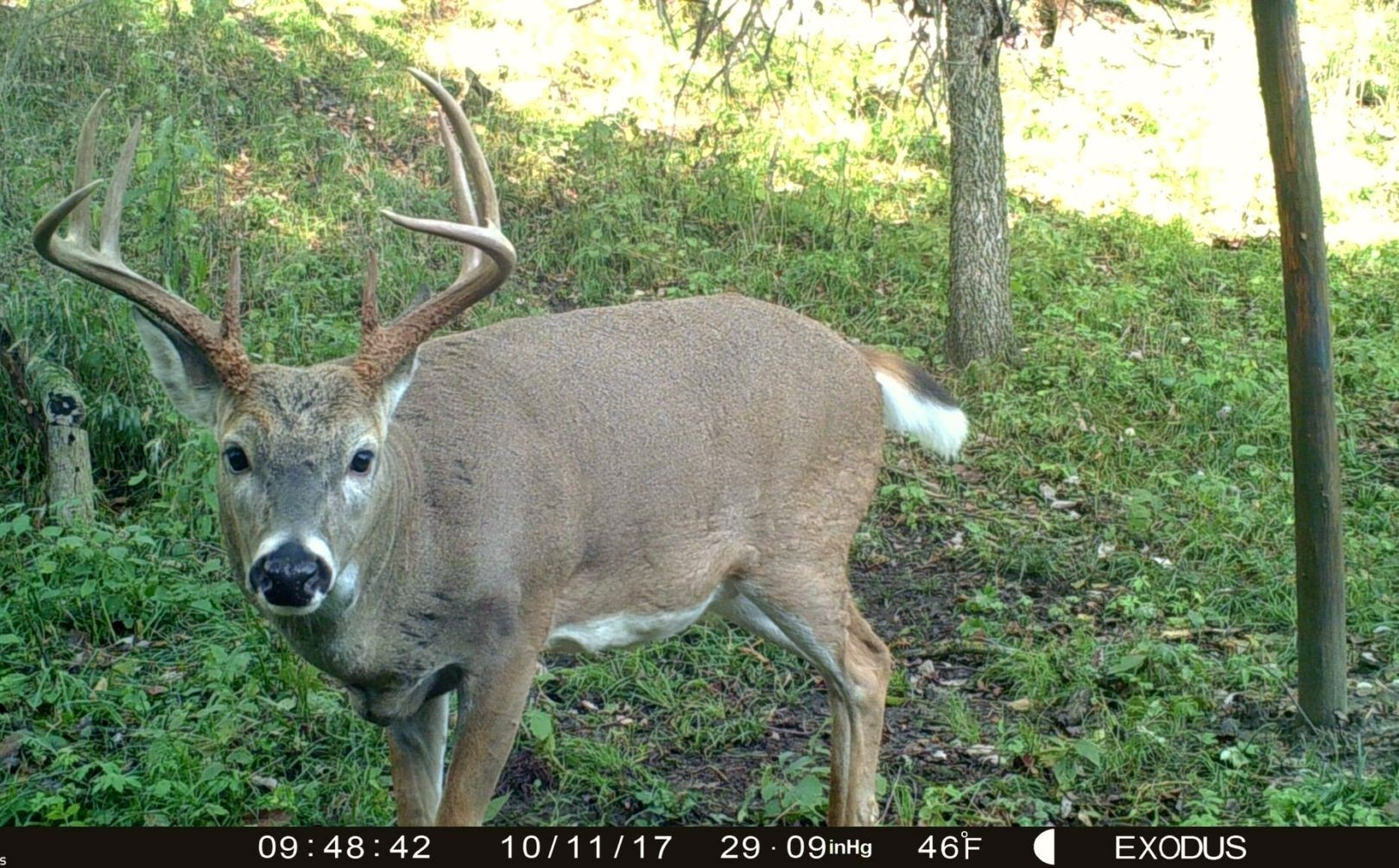 2021 Deer Hunting Rut Forecast | Calendar Printables Free