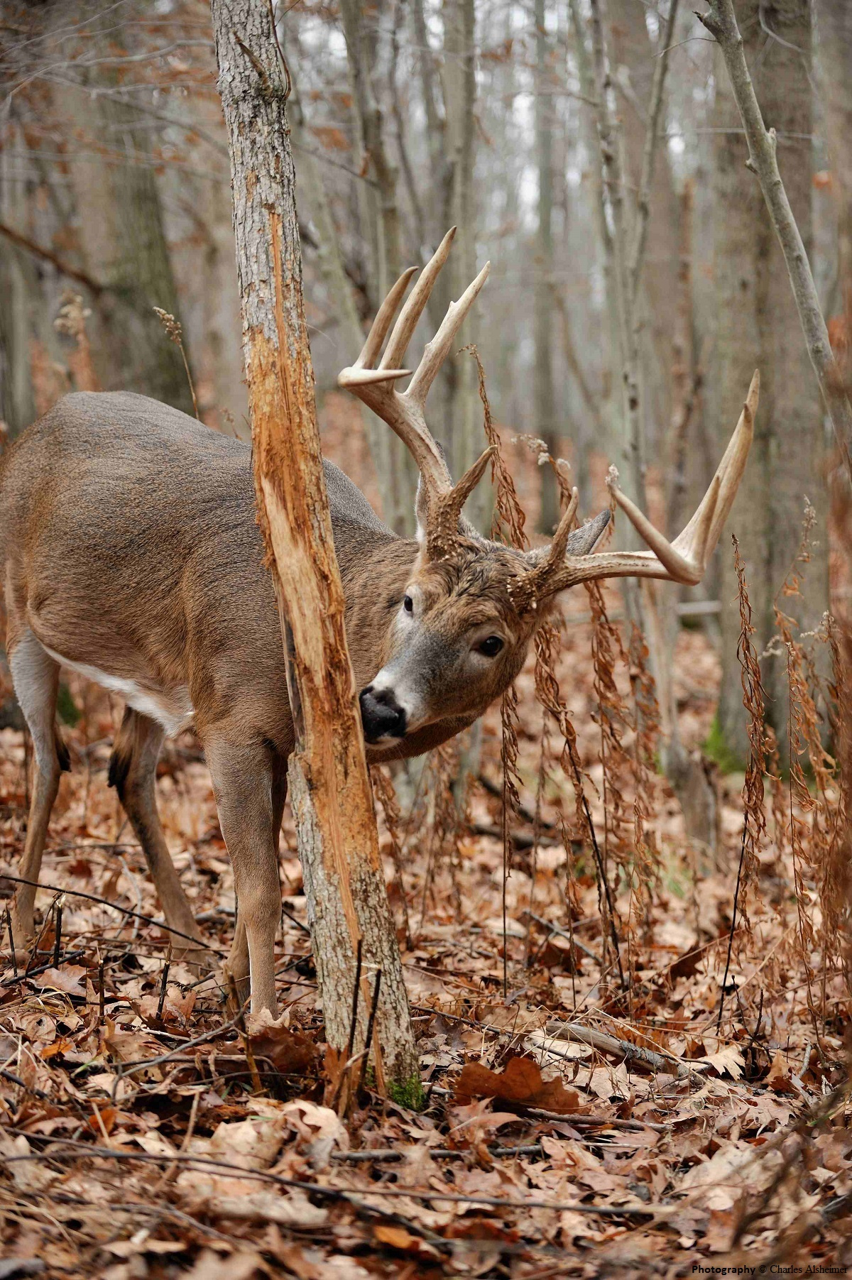 What Is The Whitetail Rut Prediction For 2021 | Calendar