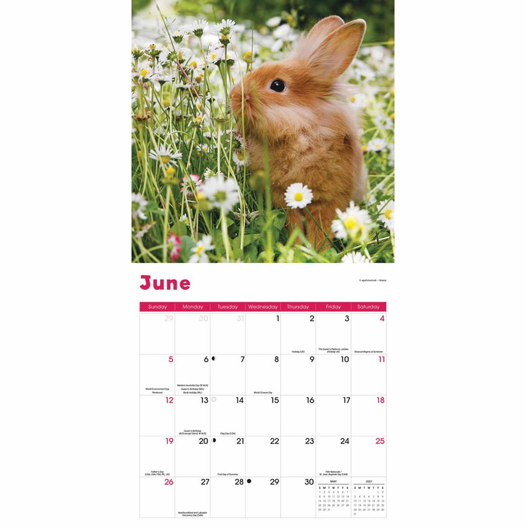 Rabbits Calendar 2022 At Calendar Club
