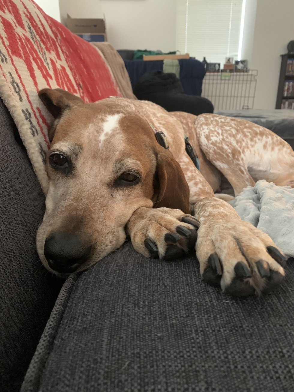 Vote For Emma Lou | 2022 Northeast Coonhound Rescue